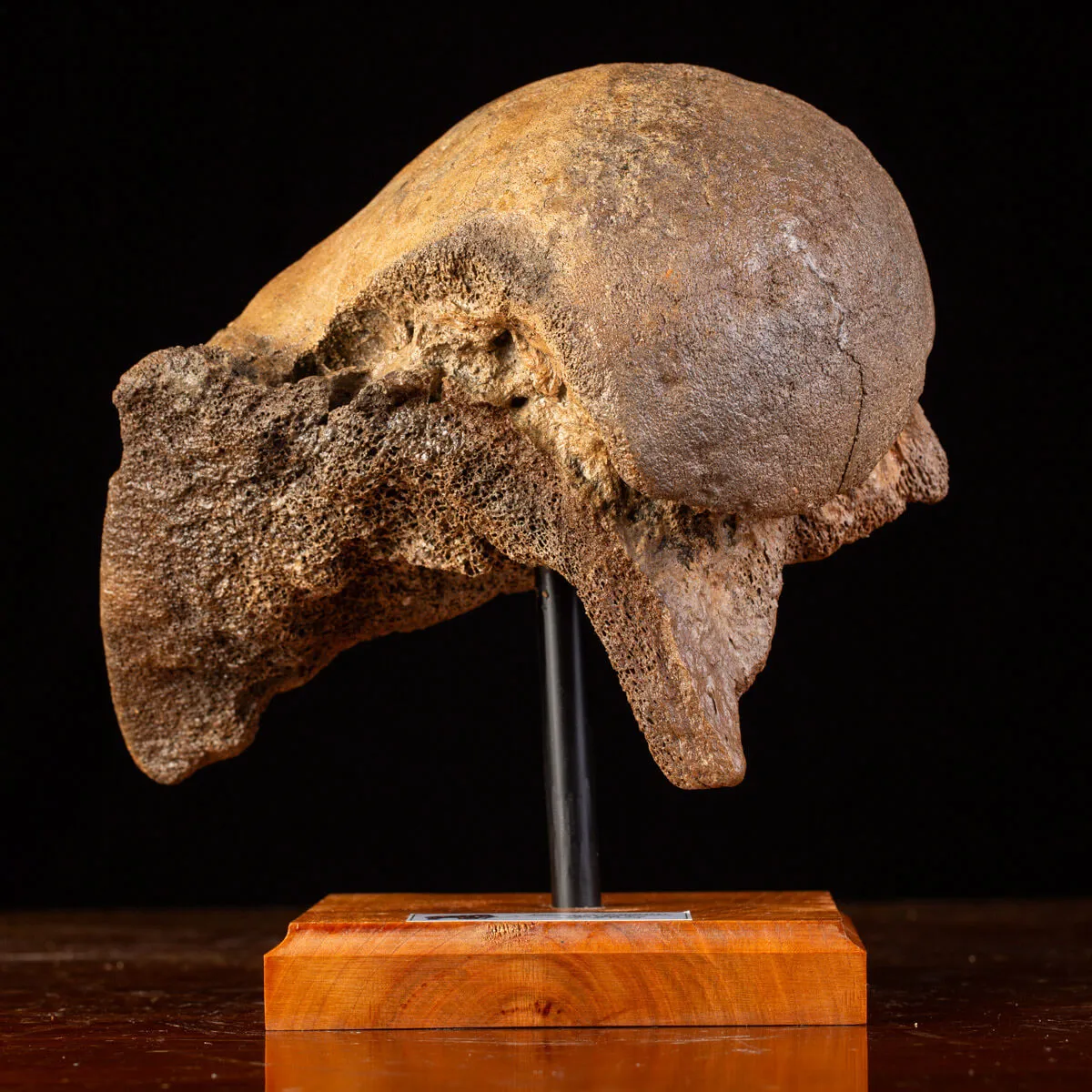Femore del Mammut Lanoso del Pleistocene.