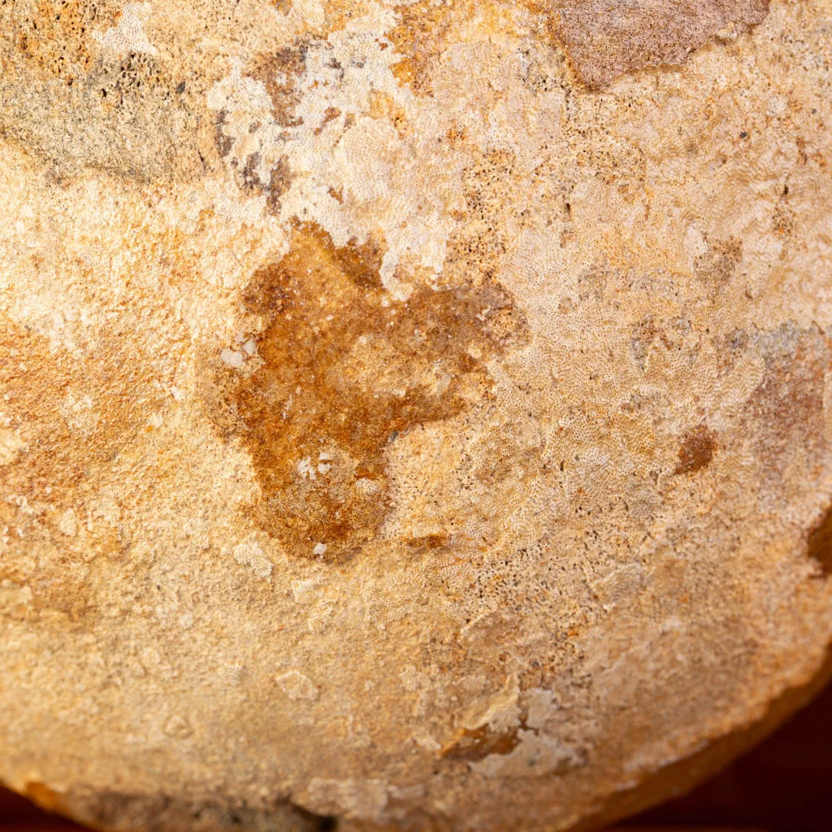 Femore di Mammut Fossile: Mammut Lanoso.