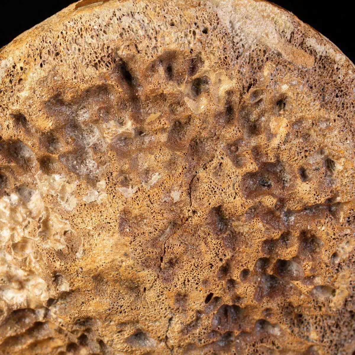 Femore di Mammut Fossile: Mammut Lanoso.