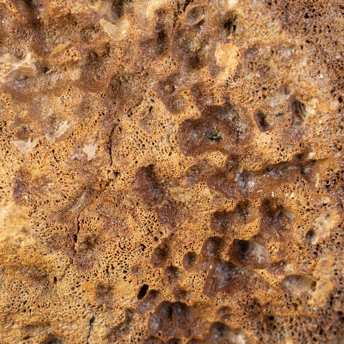 Femore di Mammut Fossile: Mammut Lanoso.
