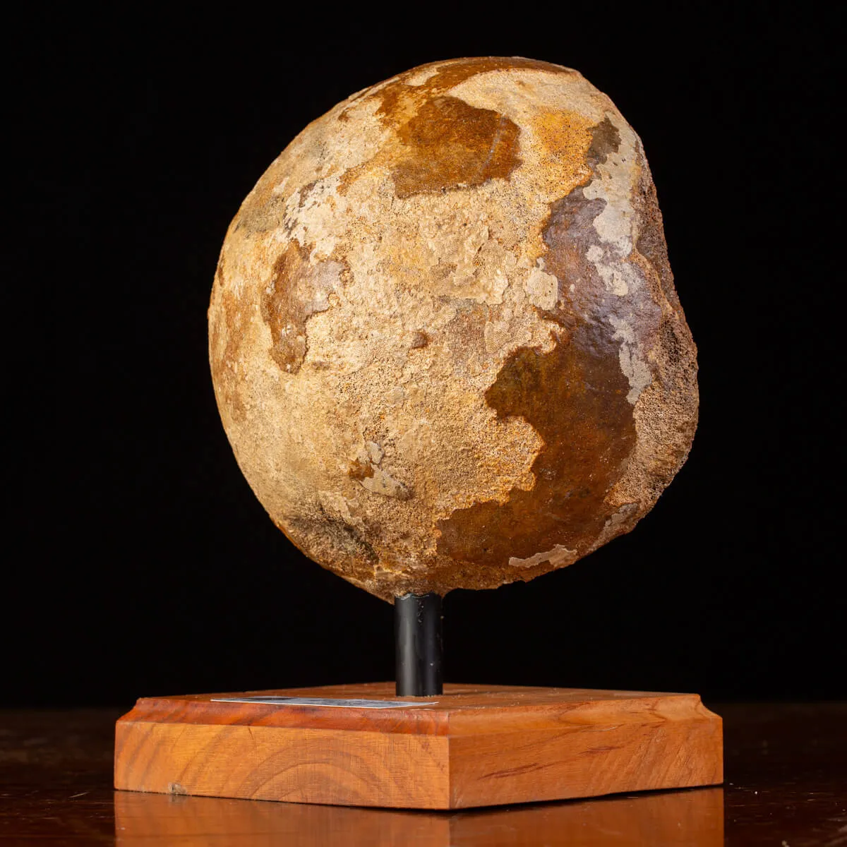 Femore di Mammut Fossile: Mammut Lanoso.