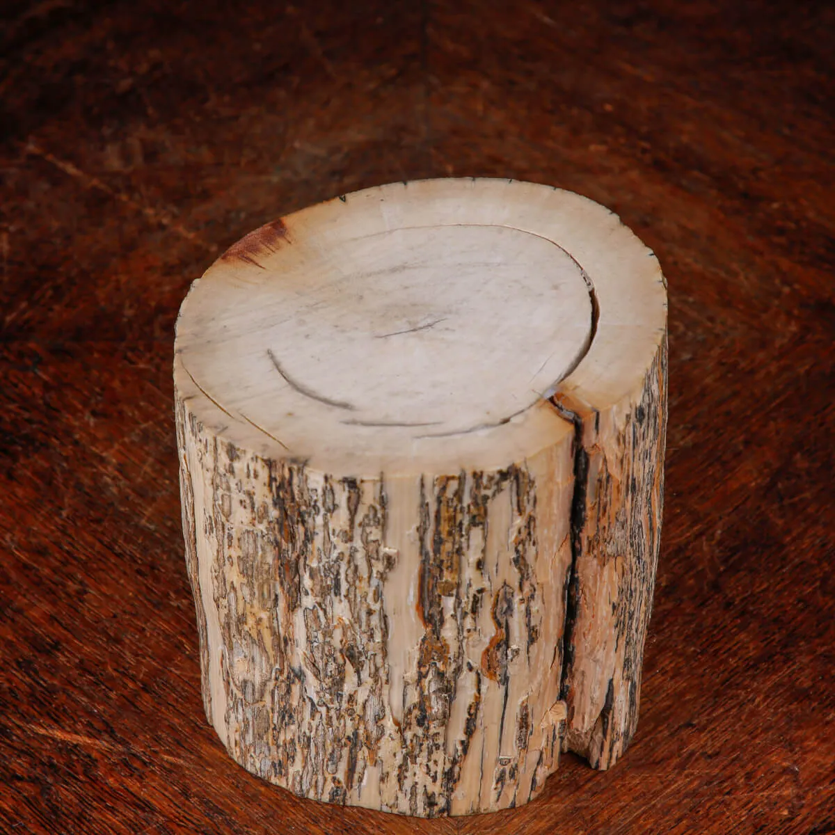 Sezione di Zanna di Avorio Fossile di Mammut Estinto.