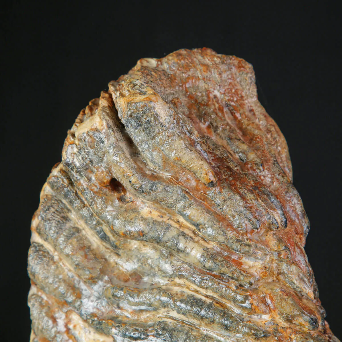 Molare Fossile di Mammuthus Primigenius - Epoca Pleistocenica.