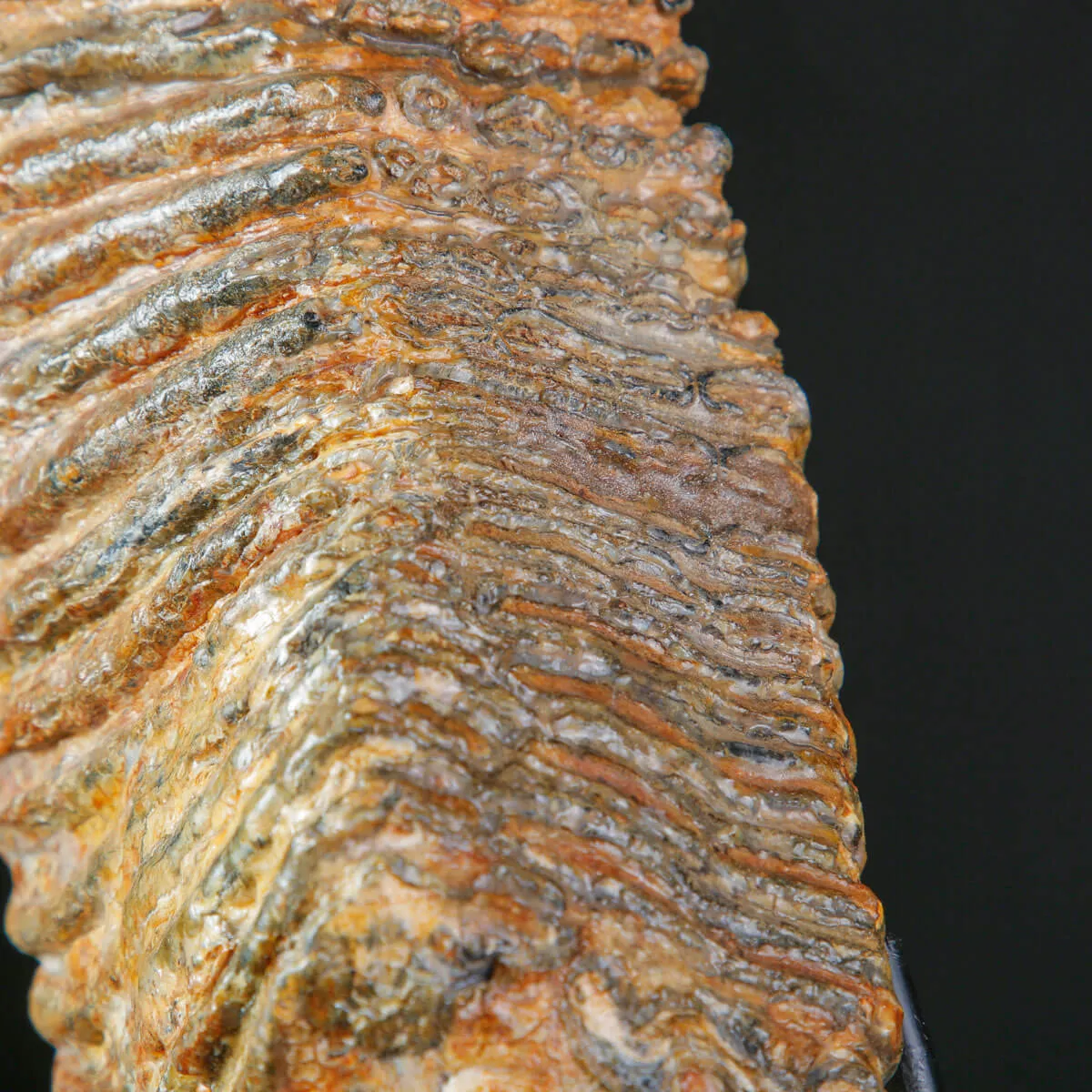 Molare Fossile di Mammuthus Primigenius - Epoca Pleistocenica.