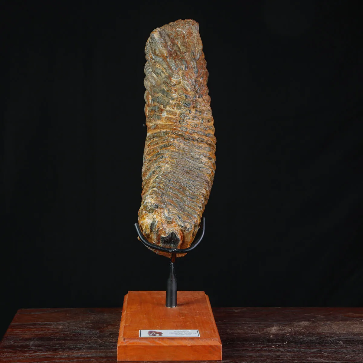 Molare Fossile di Mammuthus Primigenius - Epoca Pleistocenica.