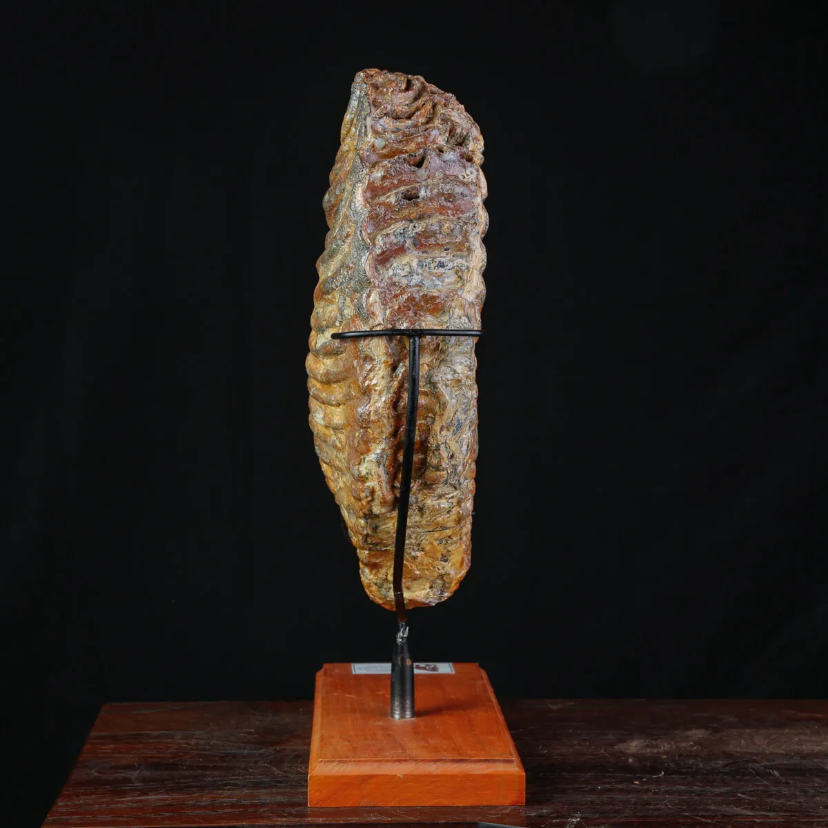 Molare Fossile di Mammuthus Primigenius - Epoca Pleistocenica.
