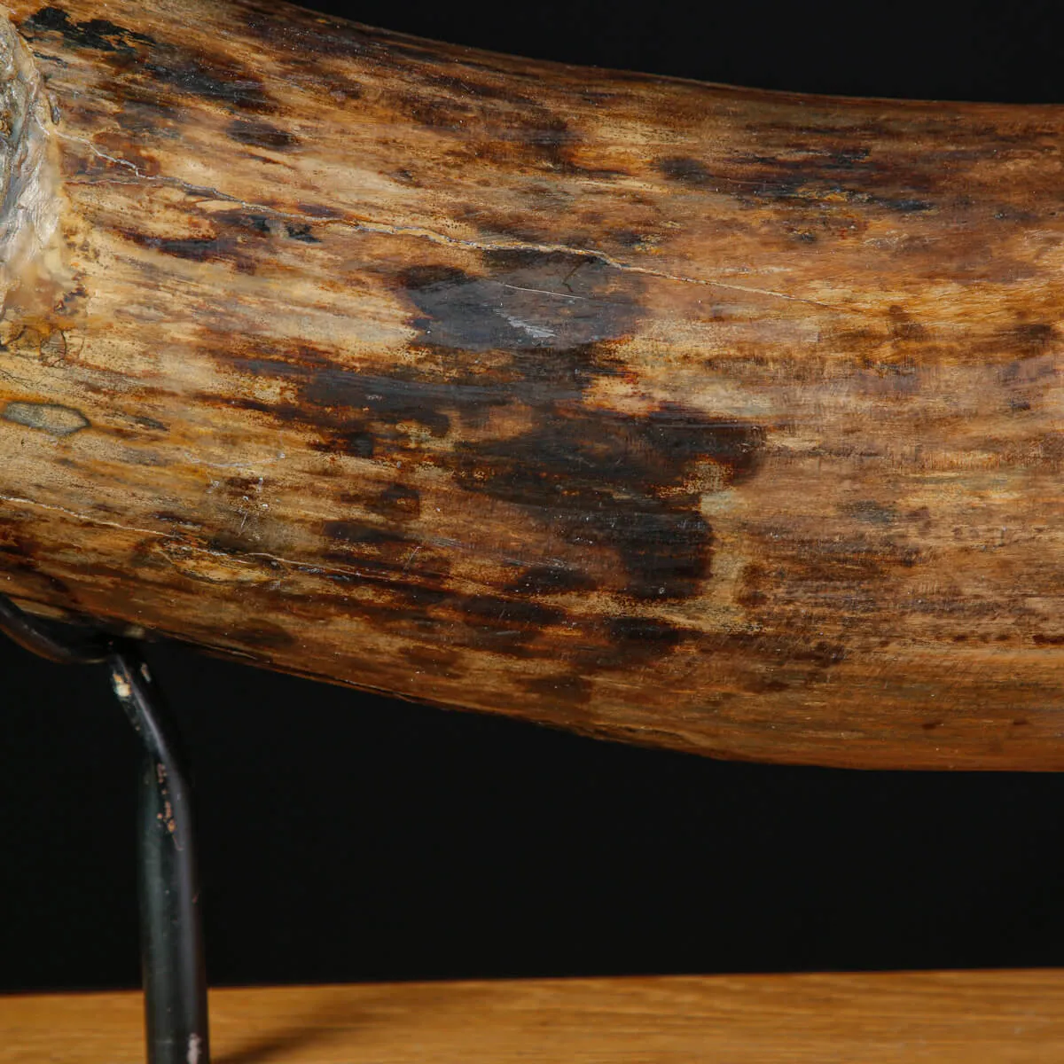 Zanna Fossile di Mammuthus Primigenius - Tesoro del Pleistocene.