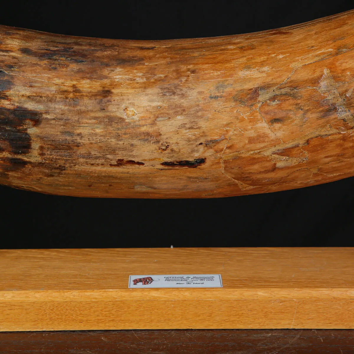 Zanna Fossile di Mammuthus Primigenius - Tesoro del Pleistocene.