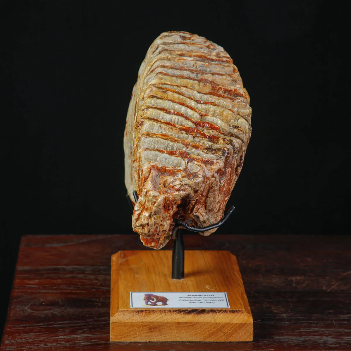 Molare fossile di Mammuthus Primigenius – Mare del Nord.