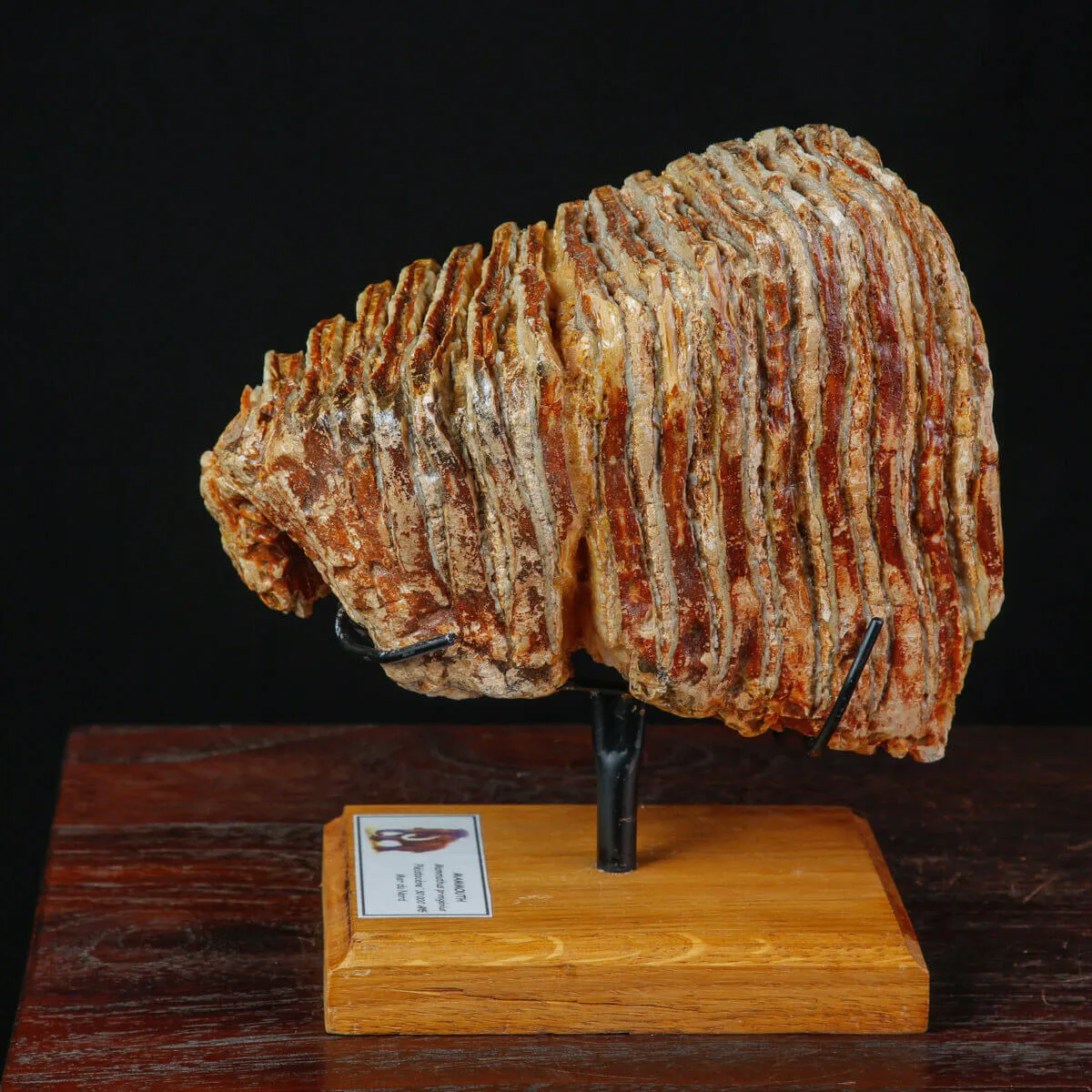 Molare fossile di Mammuthus Primigenius – Mare del Nord.