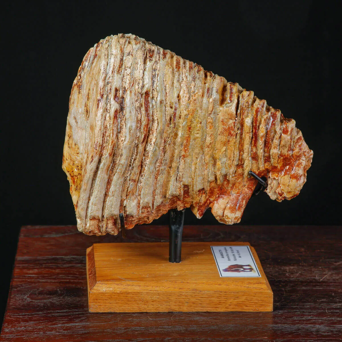 Molare fossile di Mammuthus Primigenius – Mare del Nord.