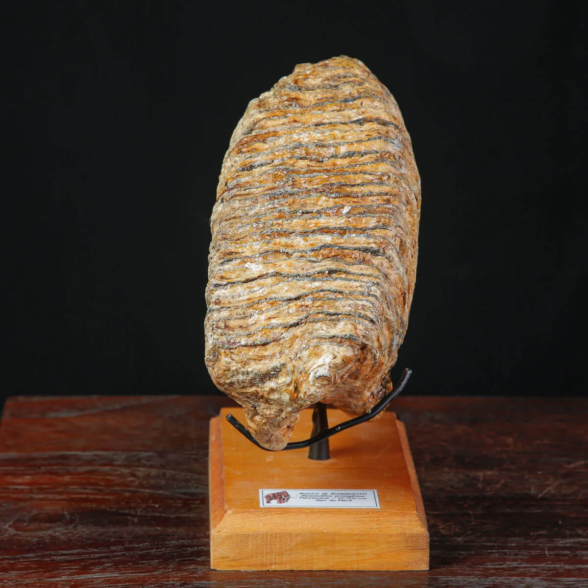 Dente fossile di Mammut lanoso – Pleistocene.