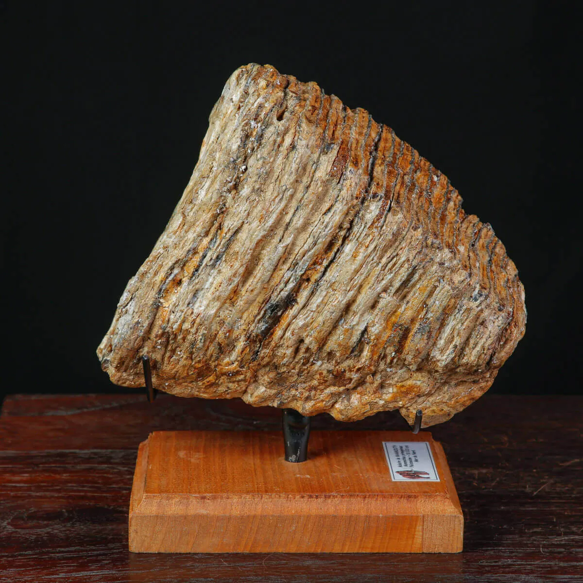 Dente fossile di Mammut lanoso – Pleistocene.