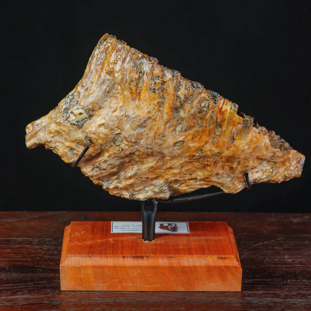 Molare di Mammut fossile – Pleistocene, Mare del Nord.