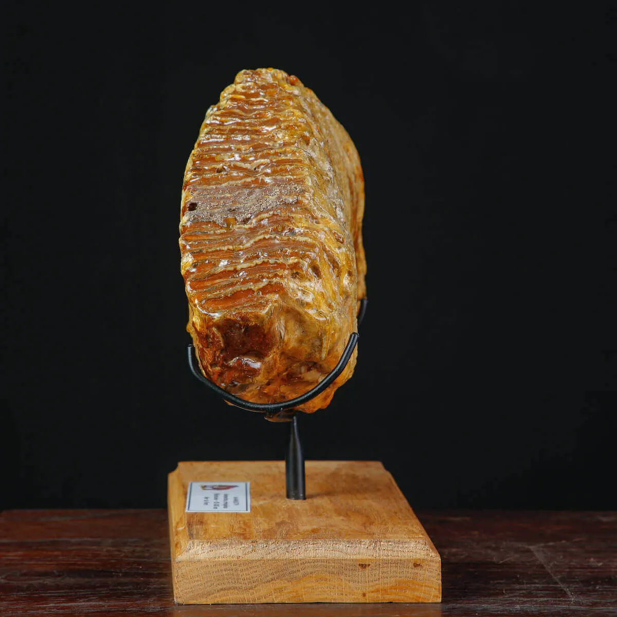 Grande molare fossile di Mammuthus Primigenius – Adulto.