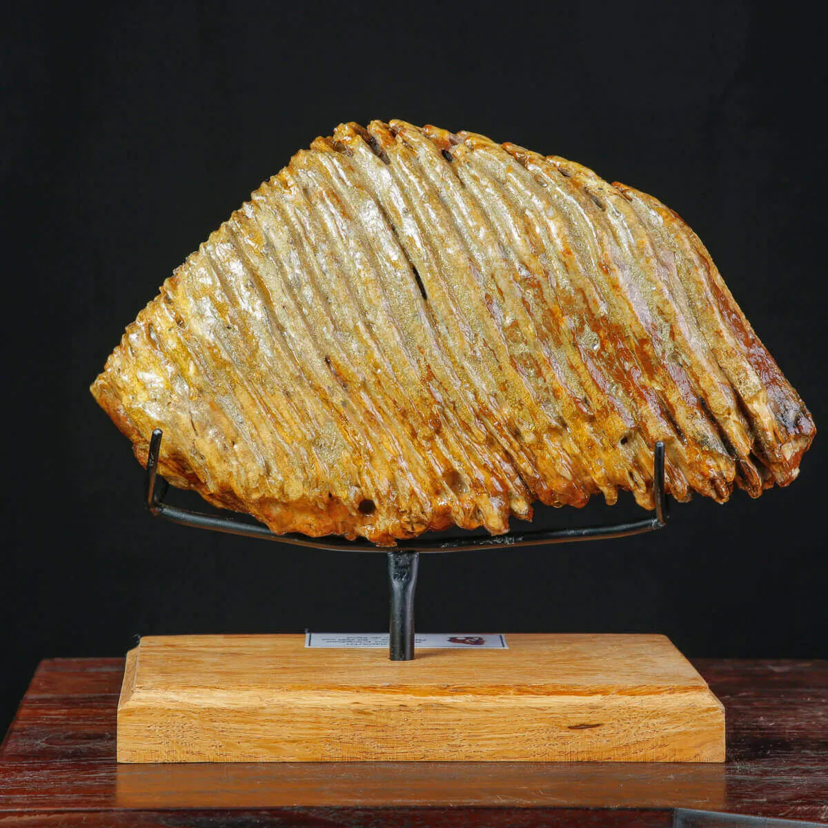 Grande molare fossile di Mammuthus Primigenius – Adulto.