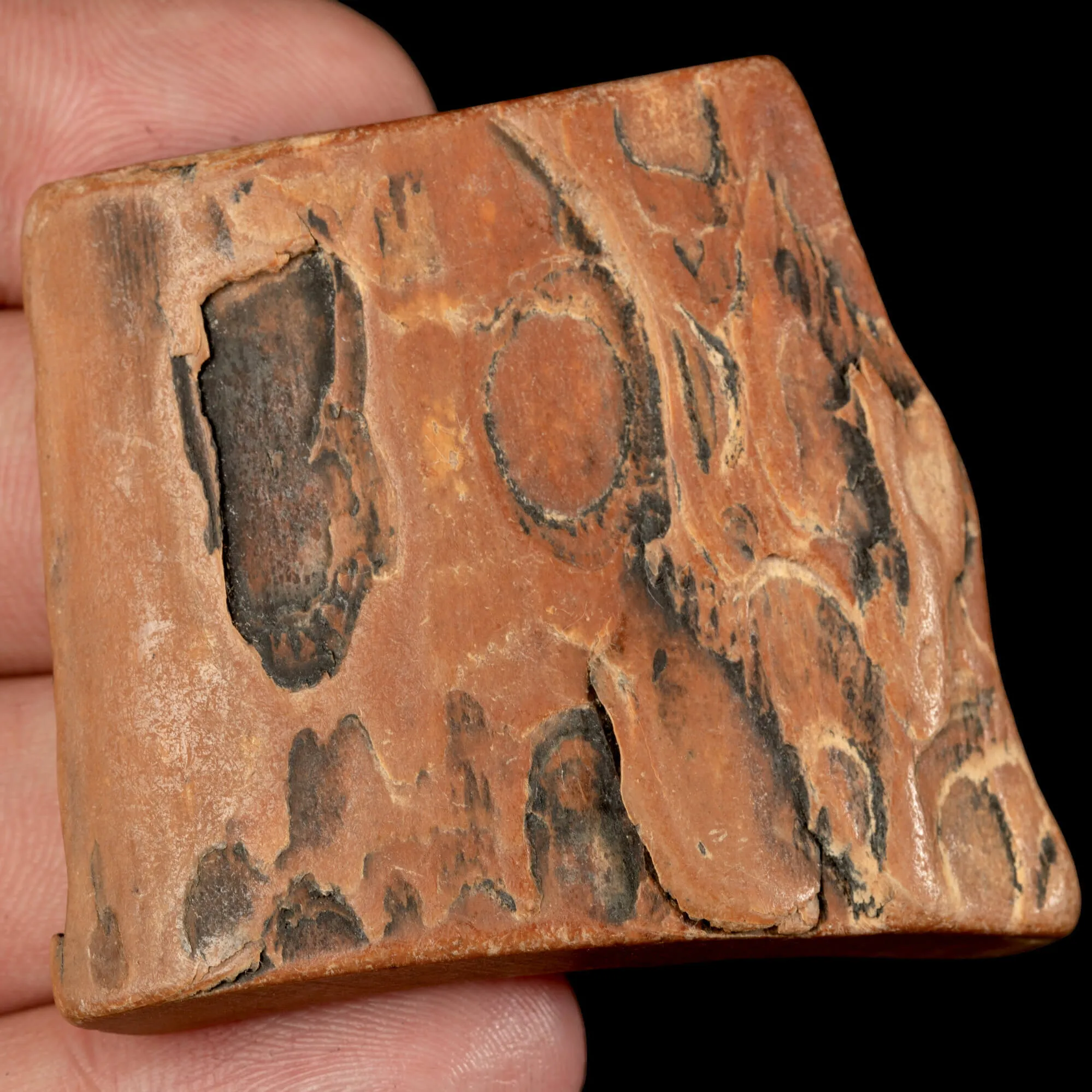Zanna di Mammuthus Primigenius – Avorio del Pleistocene