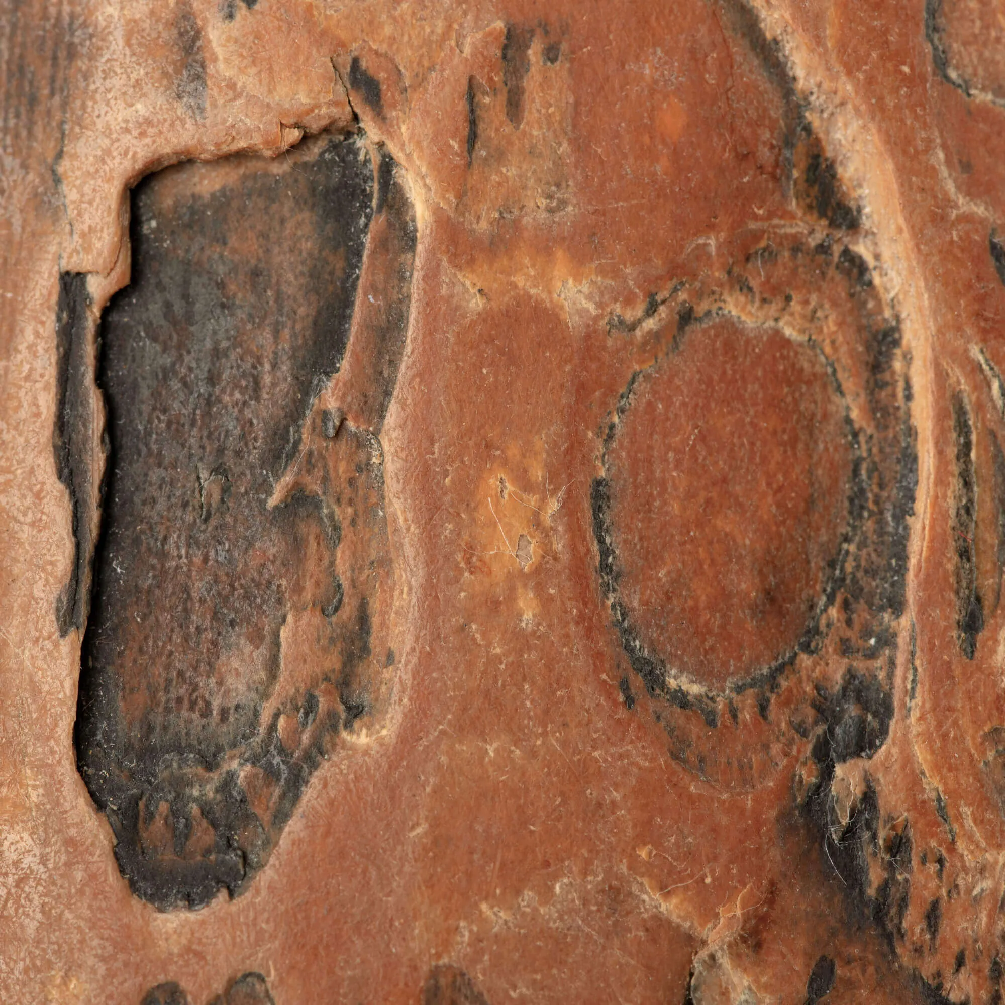 Zanna di Mammuthus Primigenius – Avorio del Pleistocene