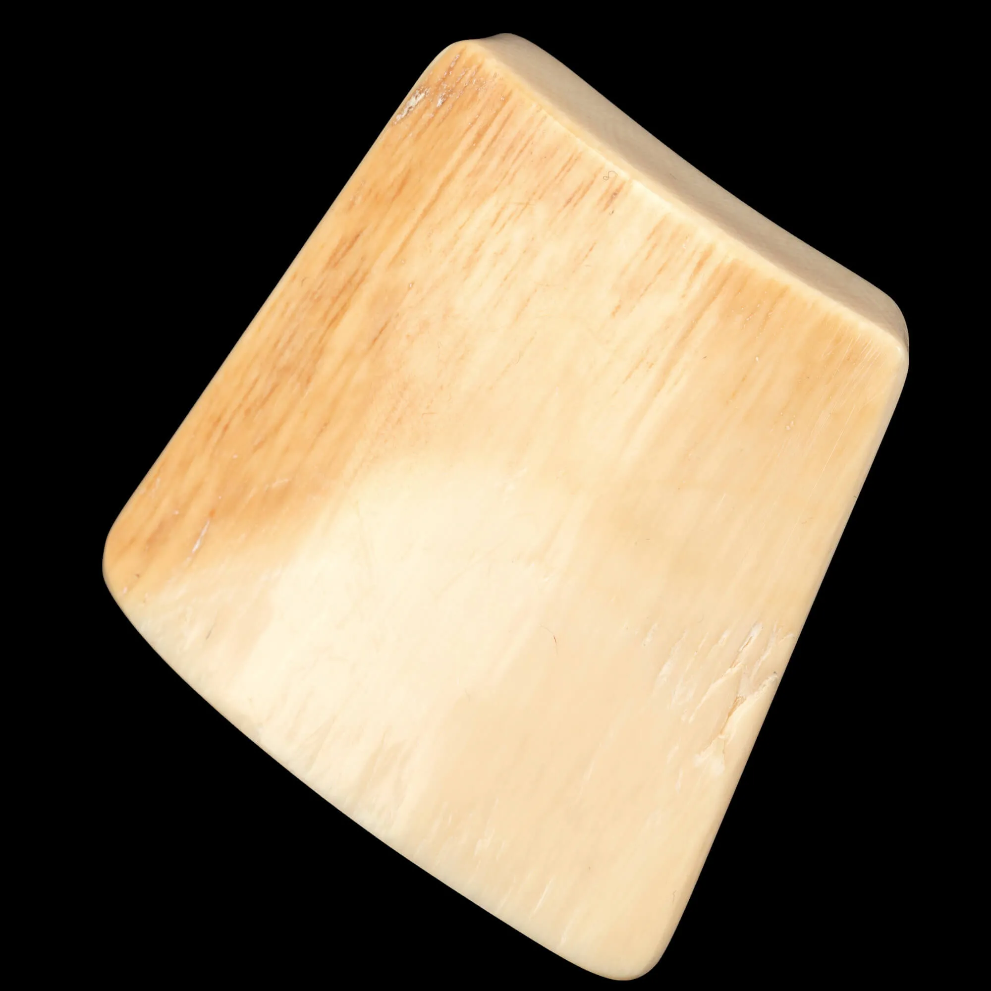 Zanna levigata di Mammuthus Primigenius - Avorio Fossile