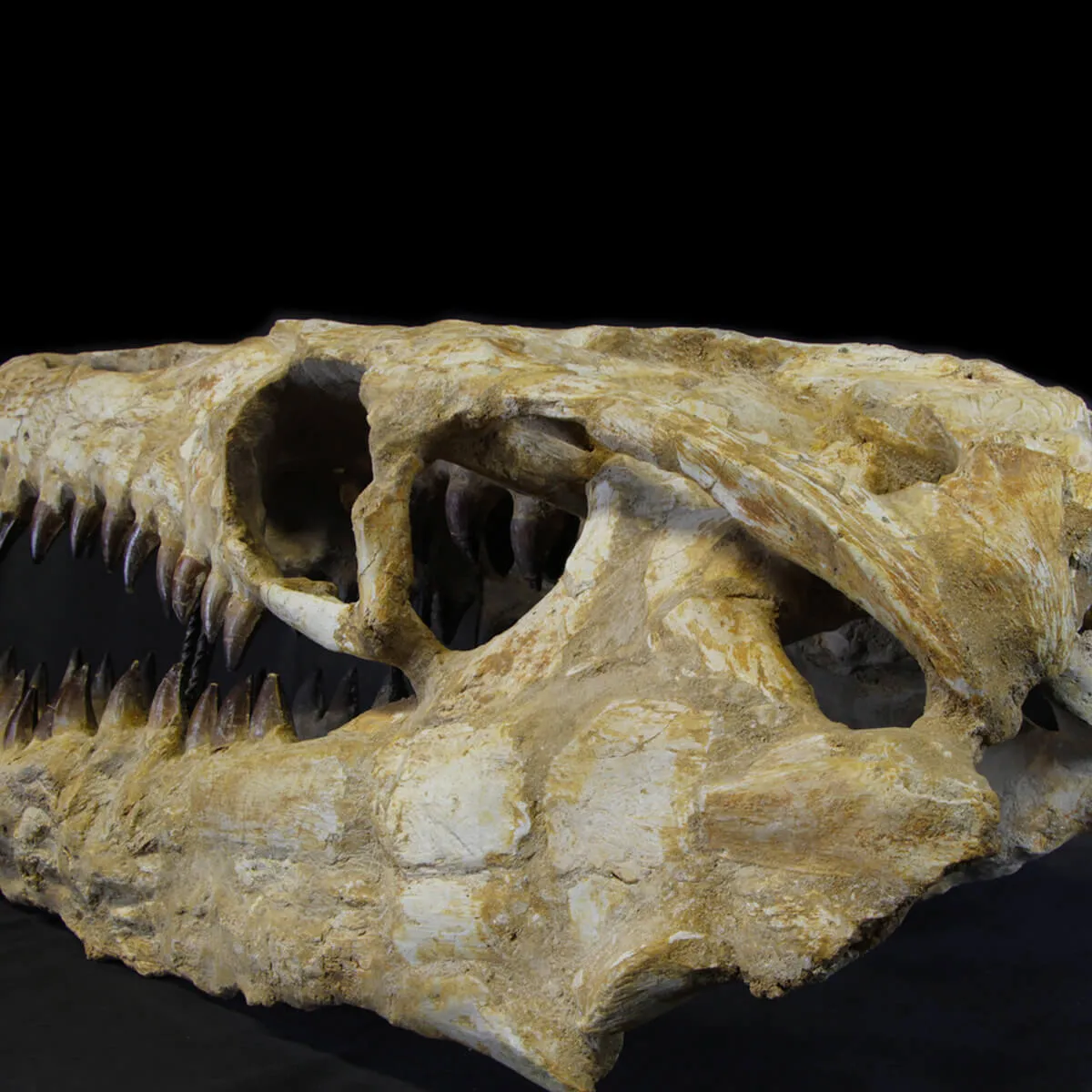 Cranio Fossile Mosasaurus