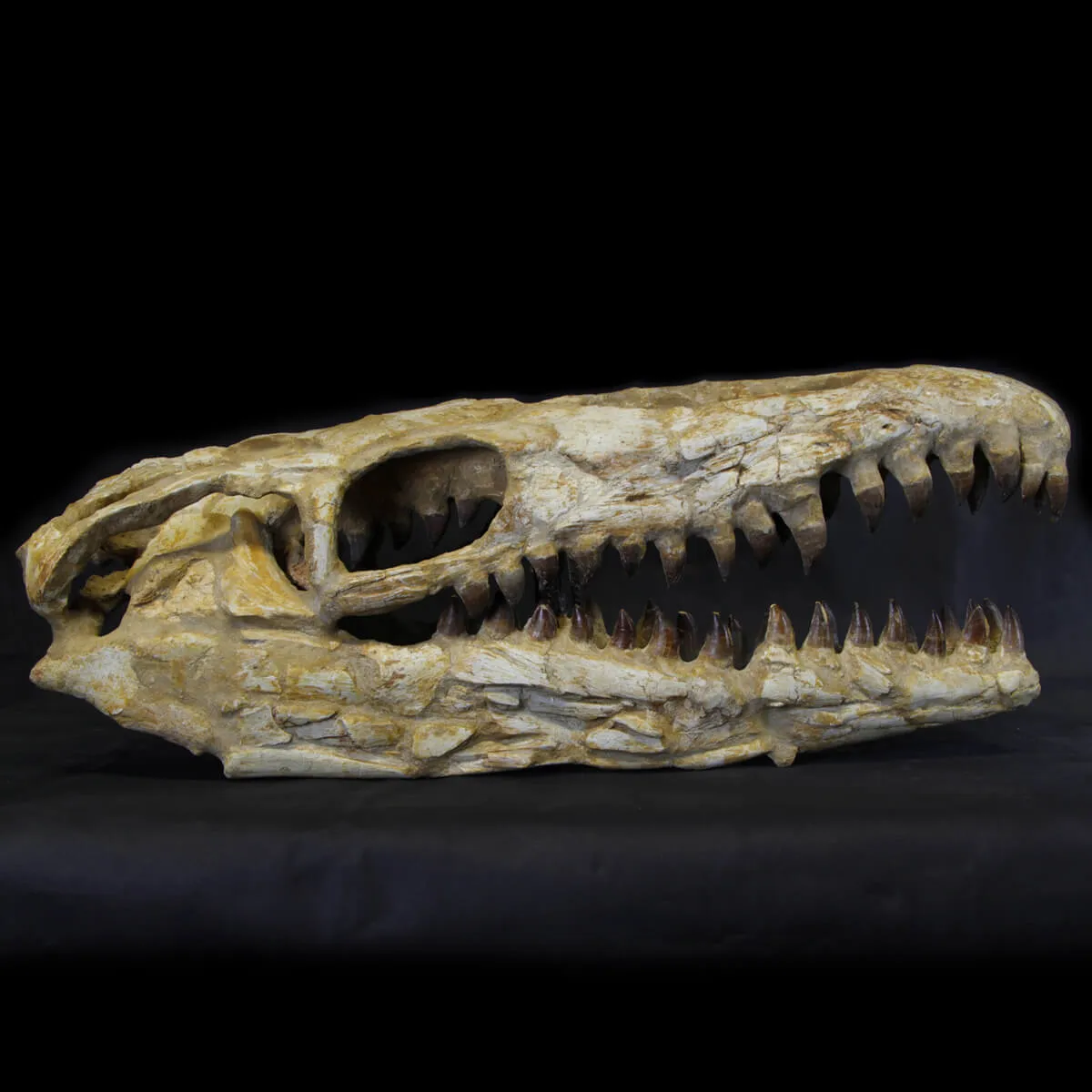 Cranio Fossile Mosasaurus
