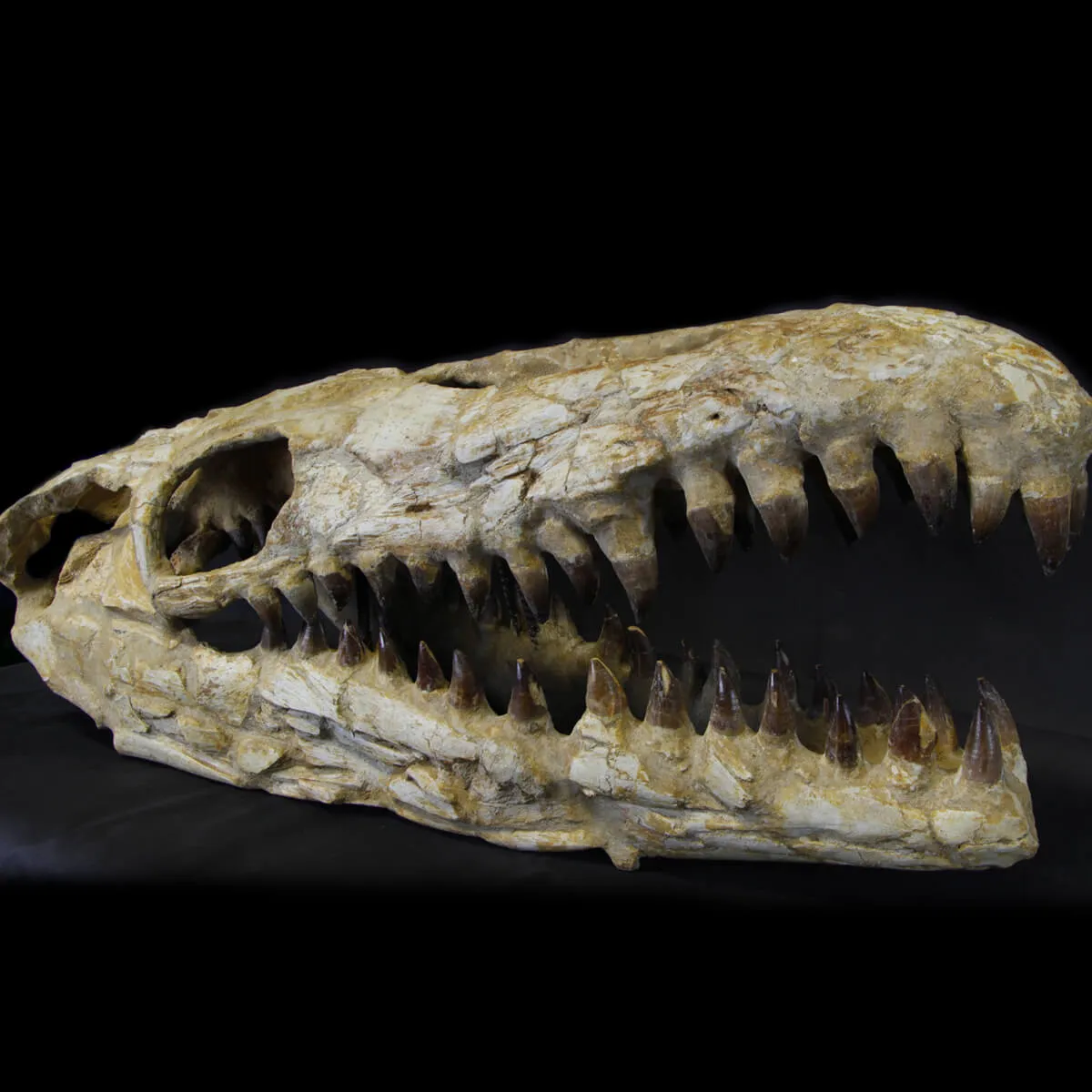 Cranio Fossile Mosasaurus