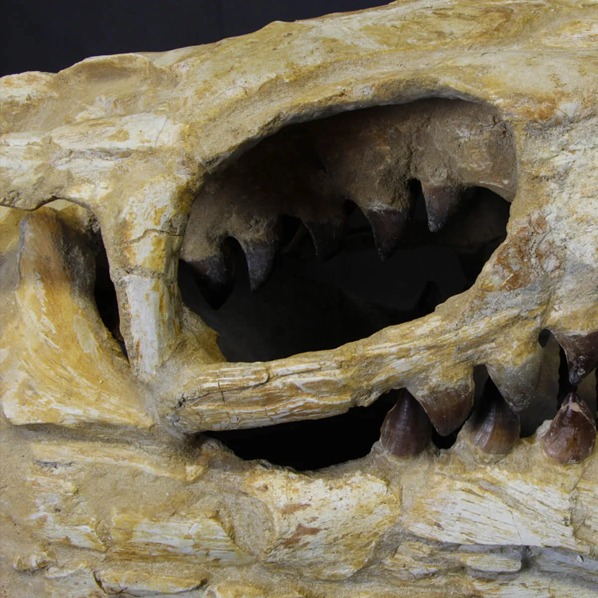 Cranio Fossile Mosasaurus