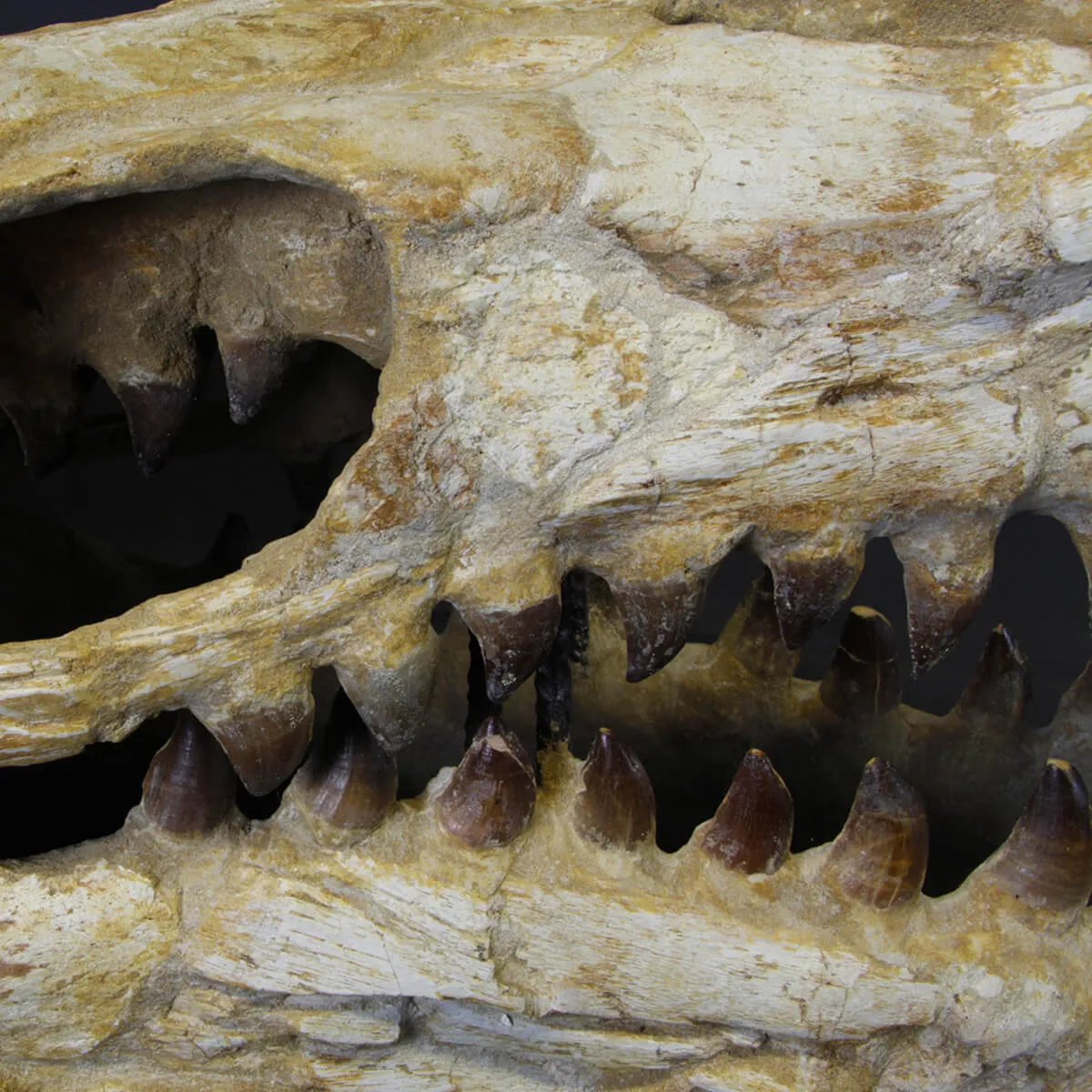 Cranio Fossile Mosasaurus