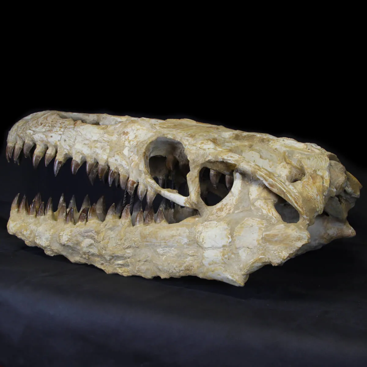 Cranio Fossile Mosasaurus