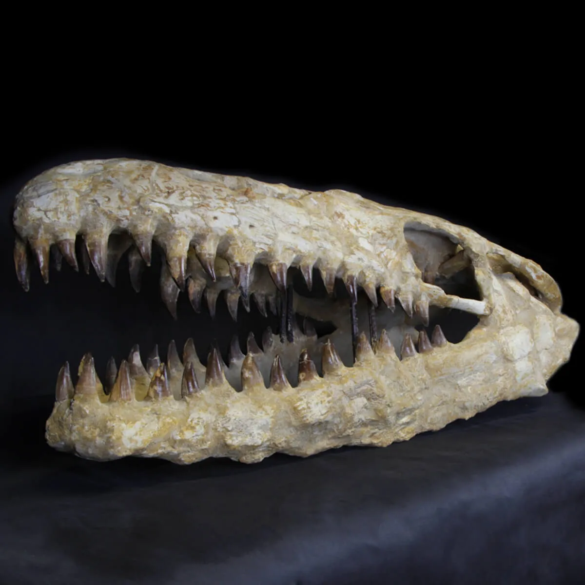 Cranio Fossile Mosasaurus