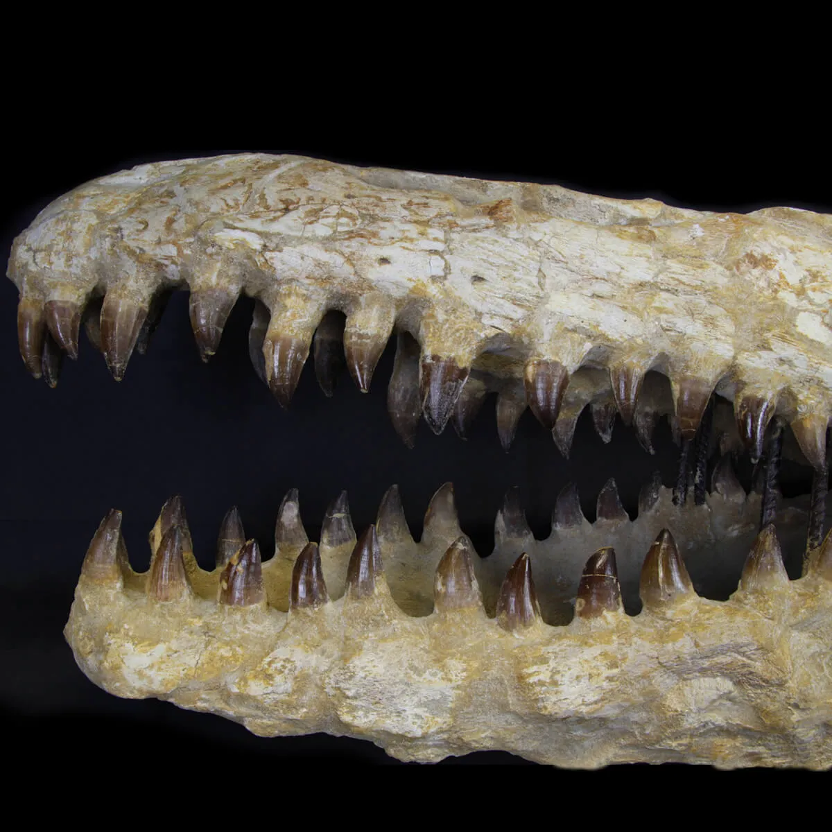 Cranio Fossile Mosasaurus