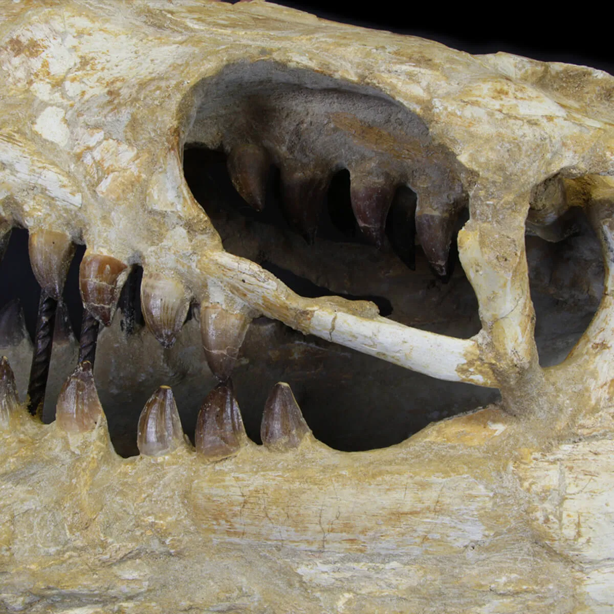 Cranio Fossile Mosasaurus