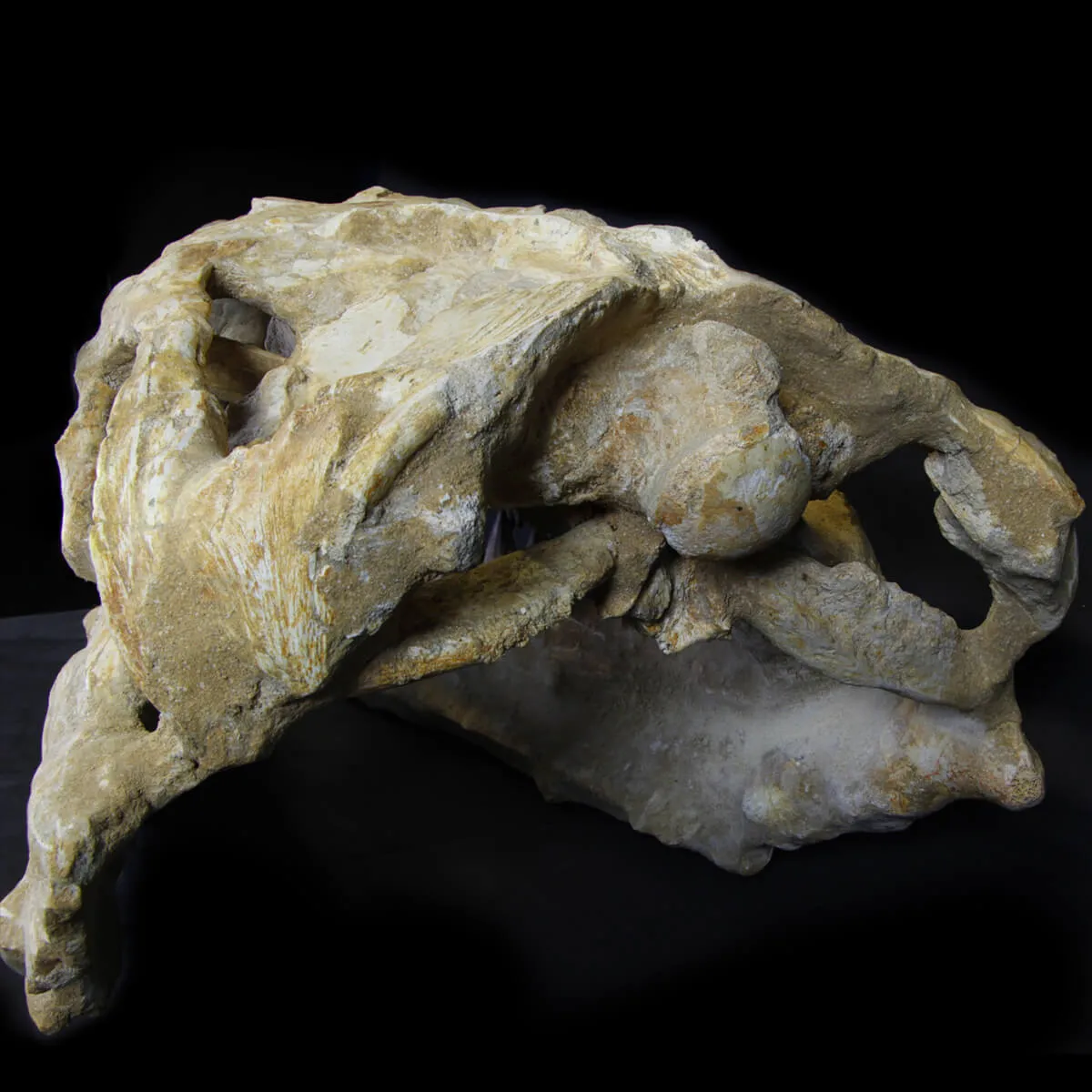 Cranio Fossile Mosasaurus
