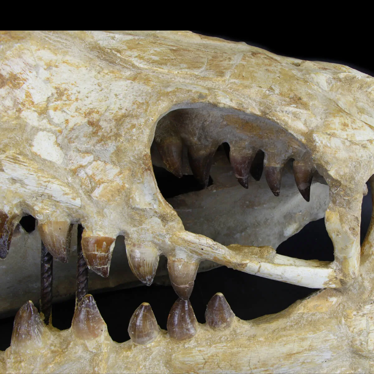 Cranio Fossile Mosasaurus