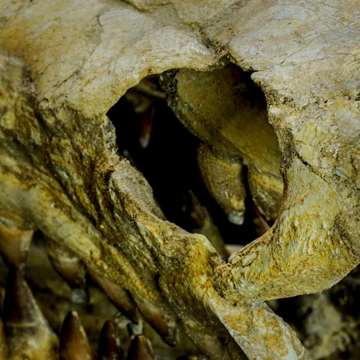 Cranio Fossile Mosasaurus