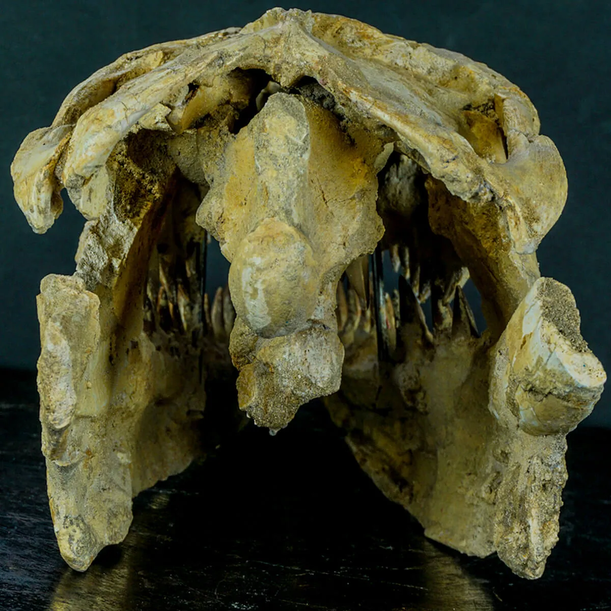 Cranio Fossile Mosasaurus