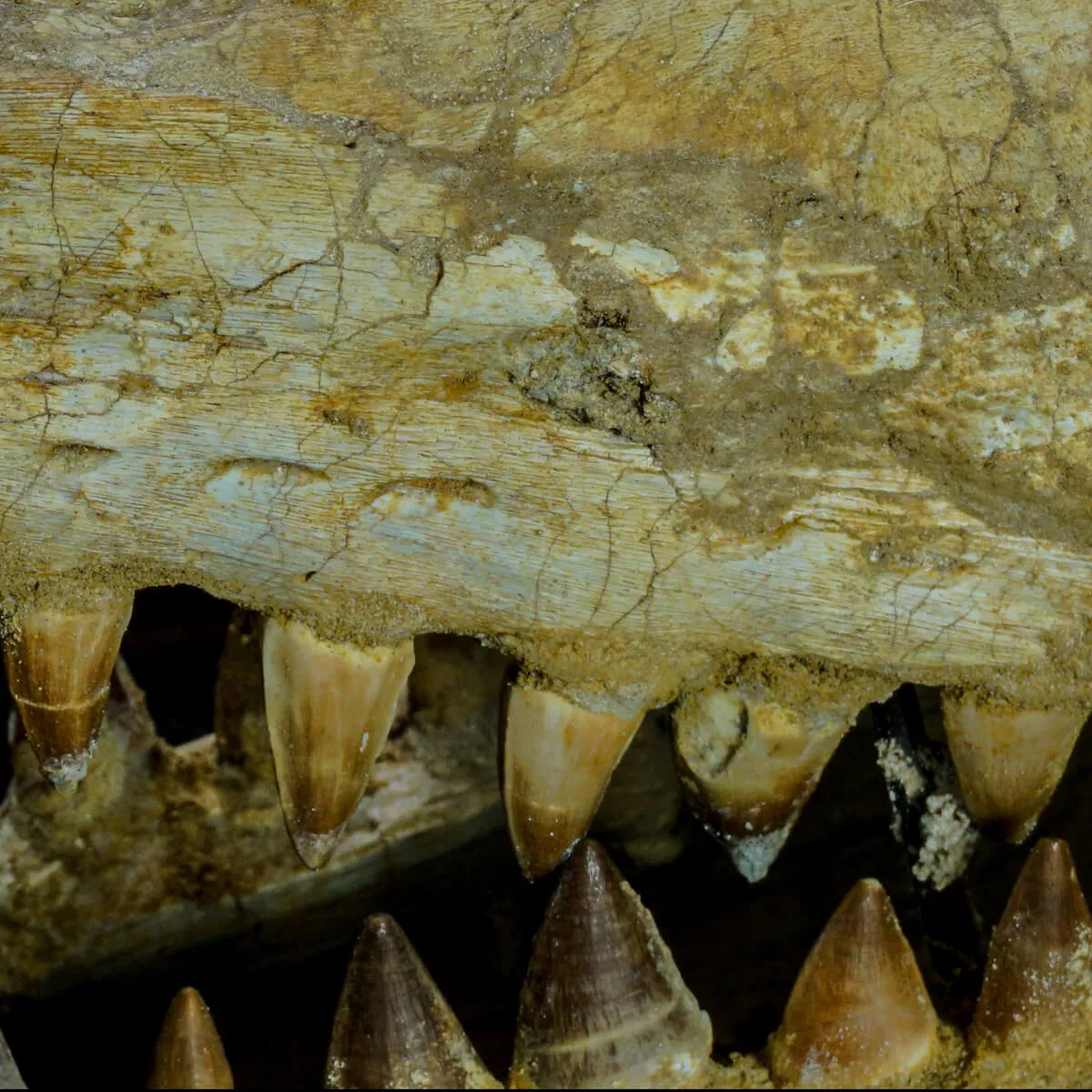 Cranio Fossile Mosasaurus
