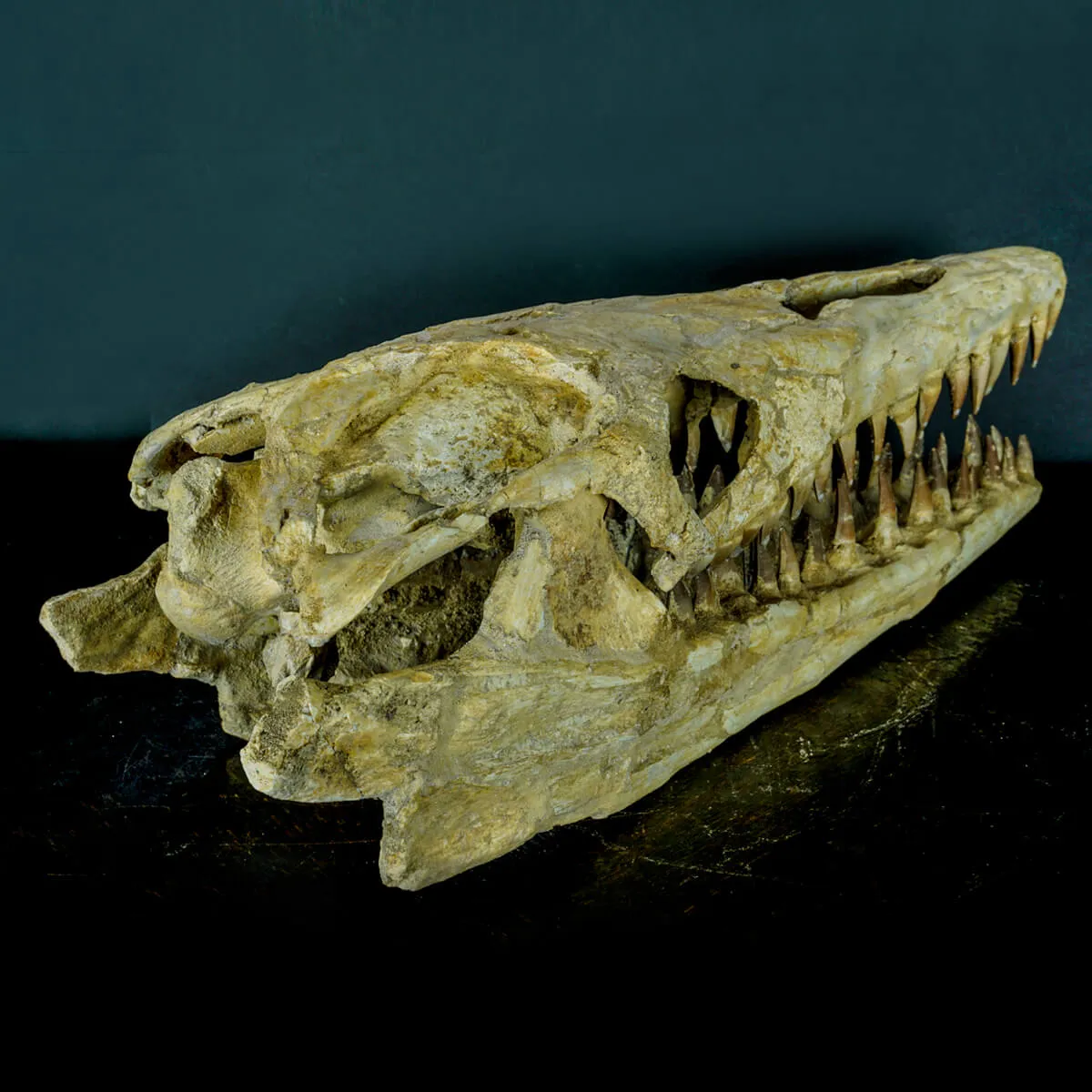 Cranio Fossile Mosasaurus