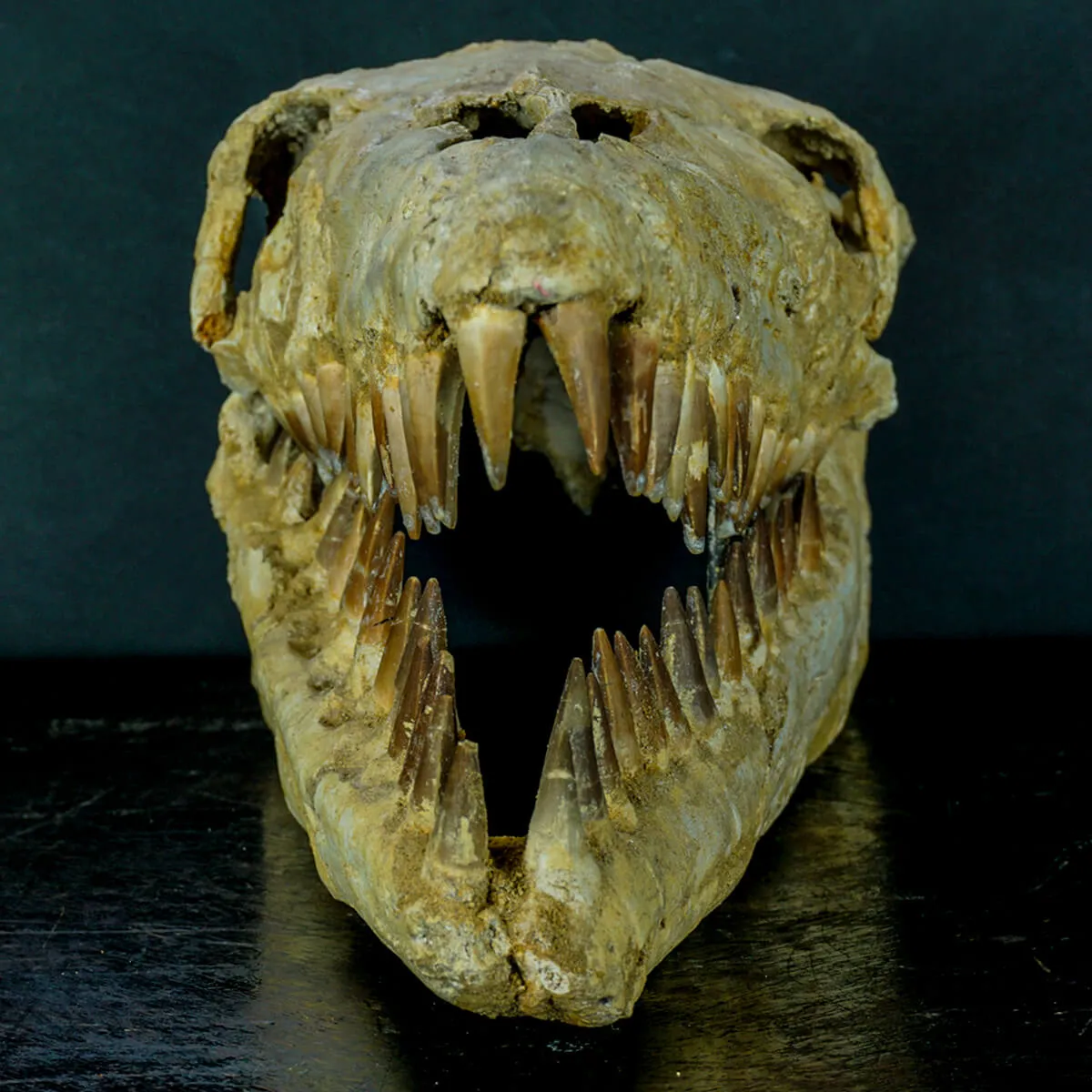 Cranio Fossile Mosasaurus