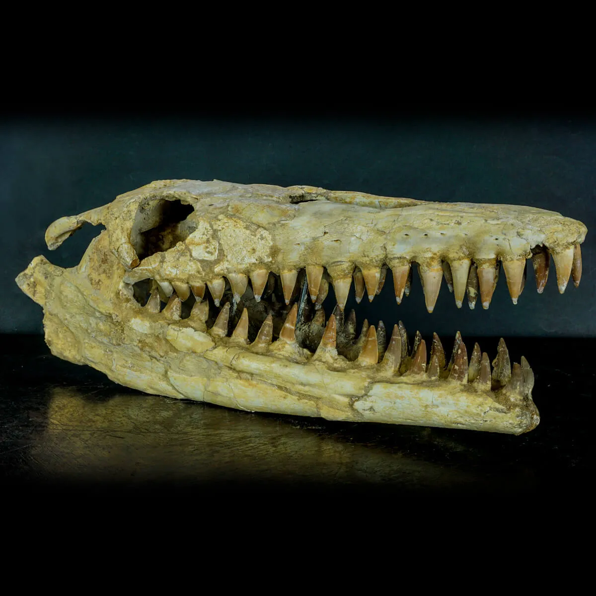 Cranio Fossile Mosasaurus