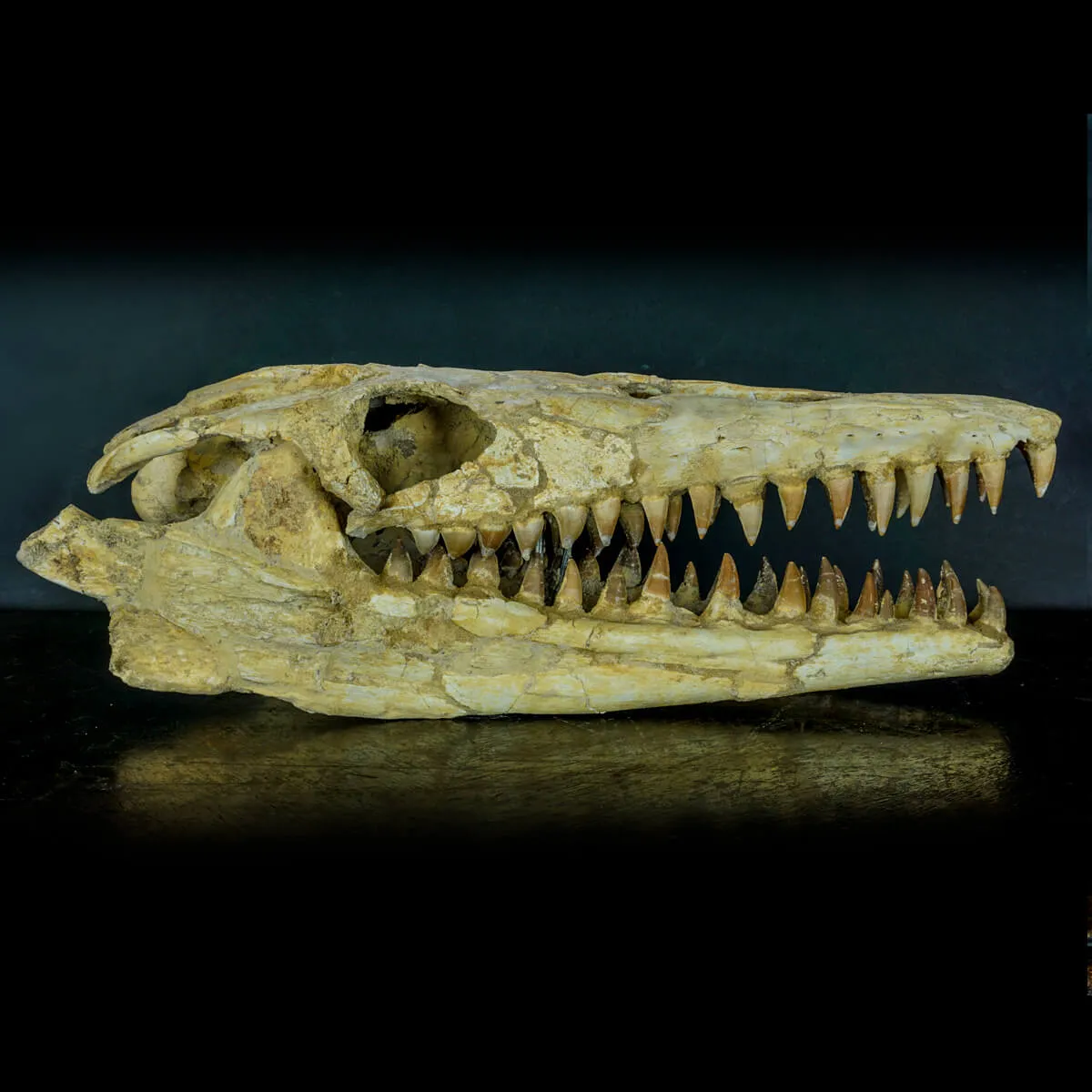 Cranio Fossile Mosasaurus