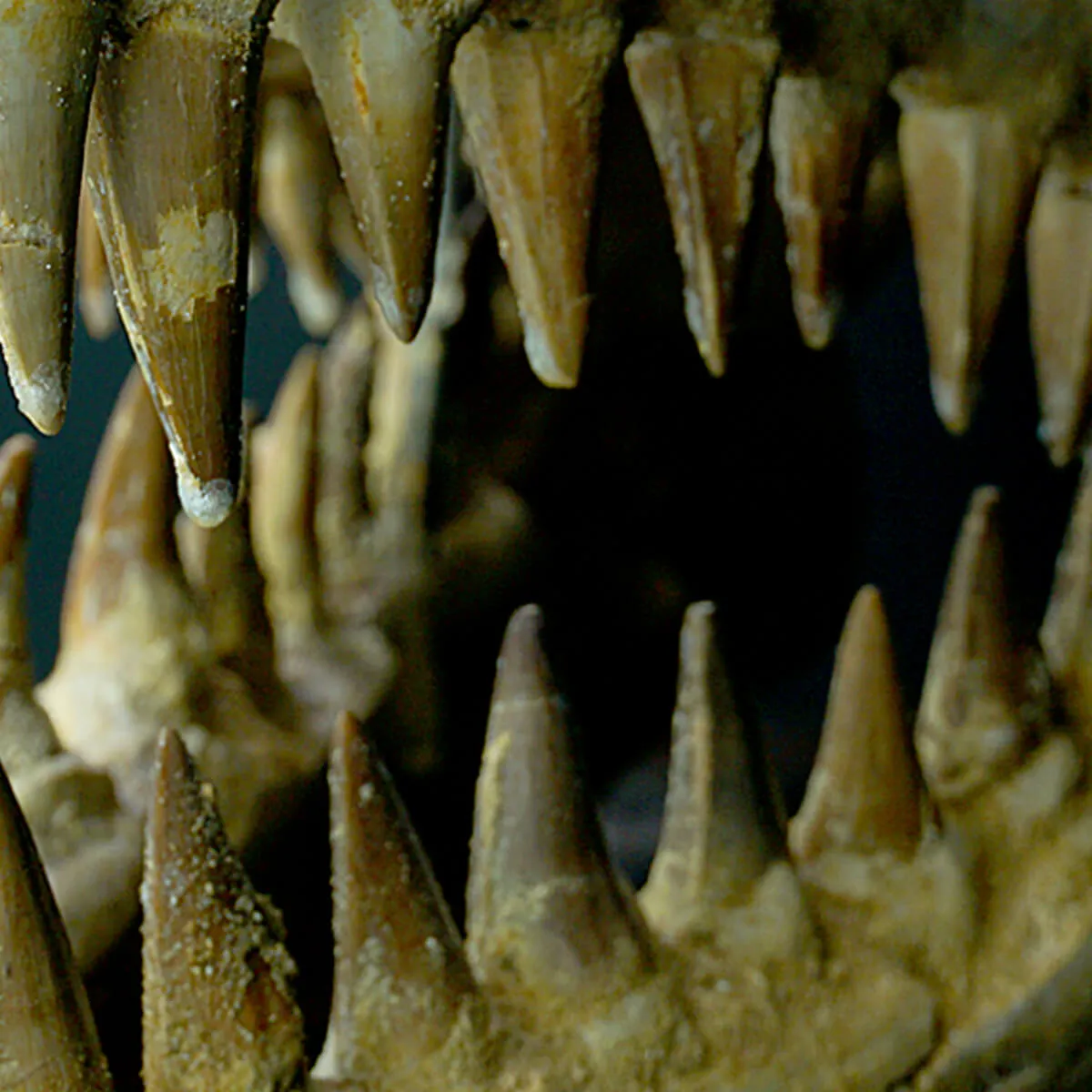 Cranio Fossile Mosasaurus