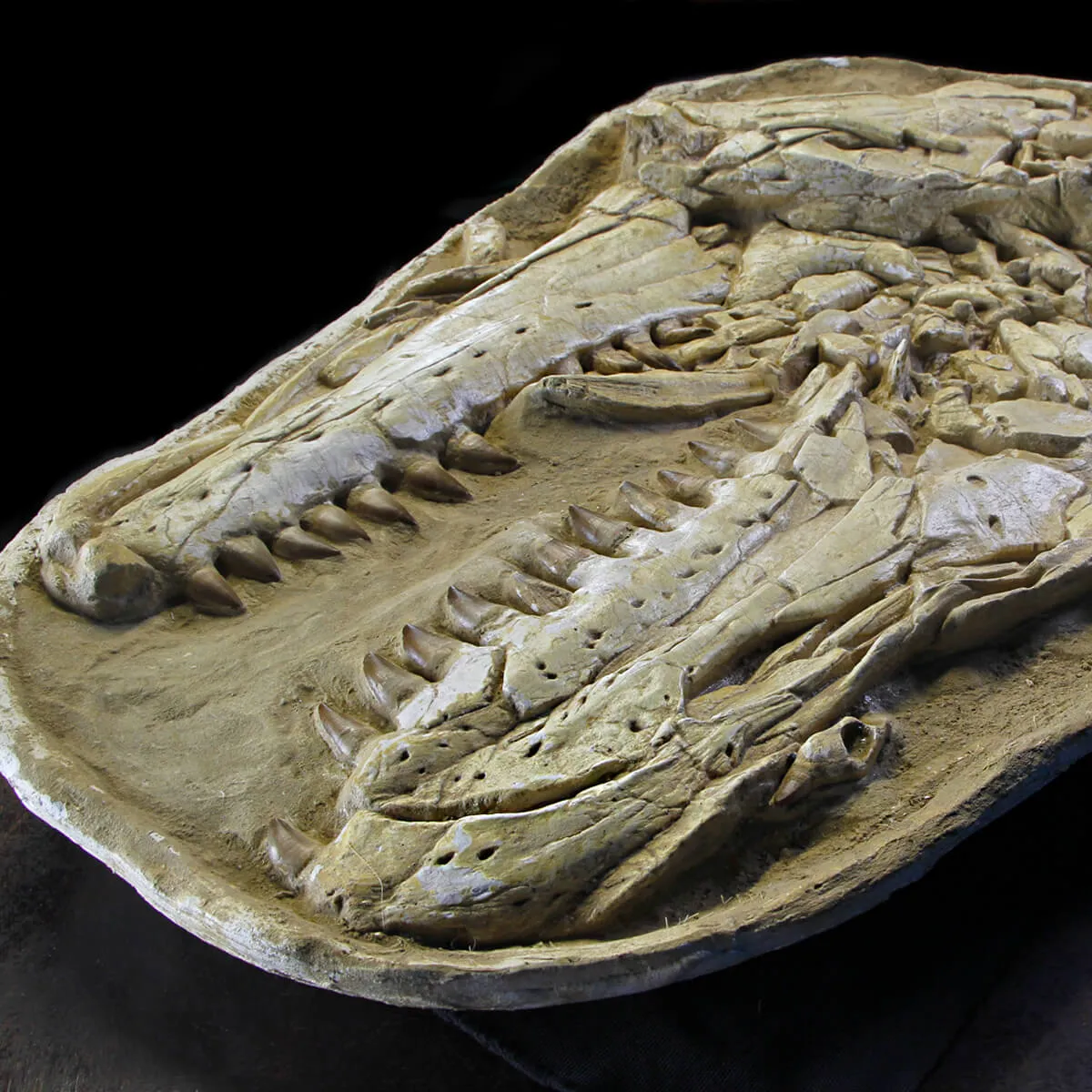 Cranio Fossile Mosasaurus