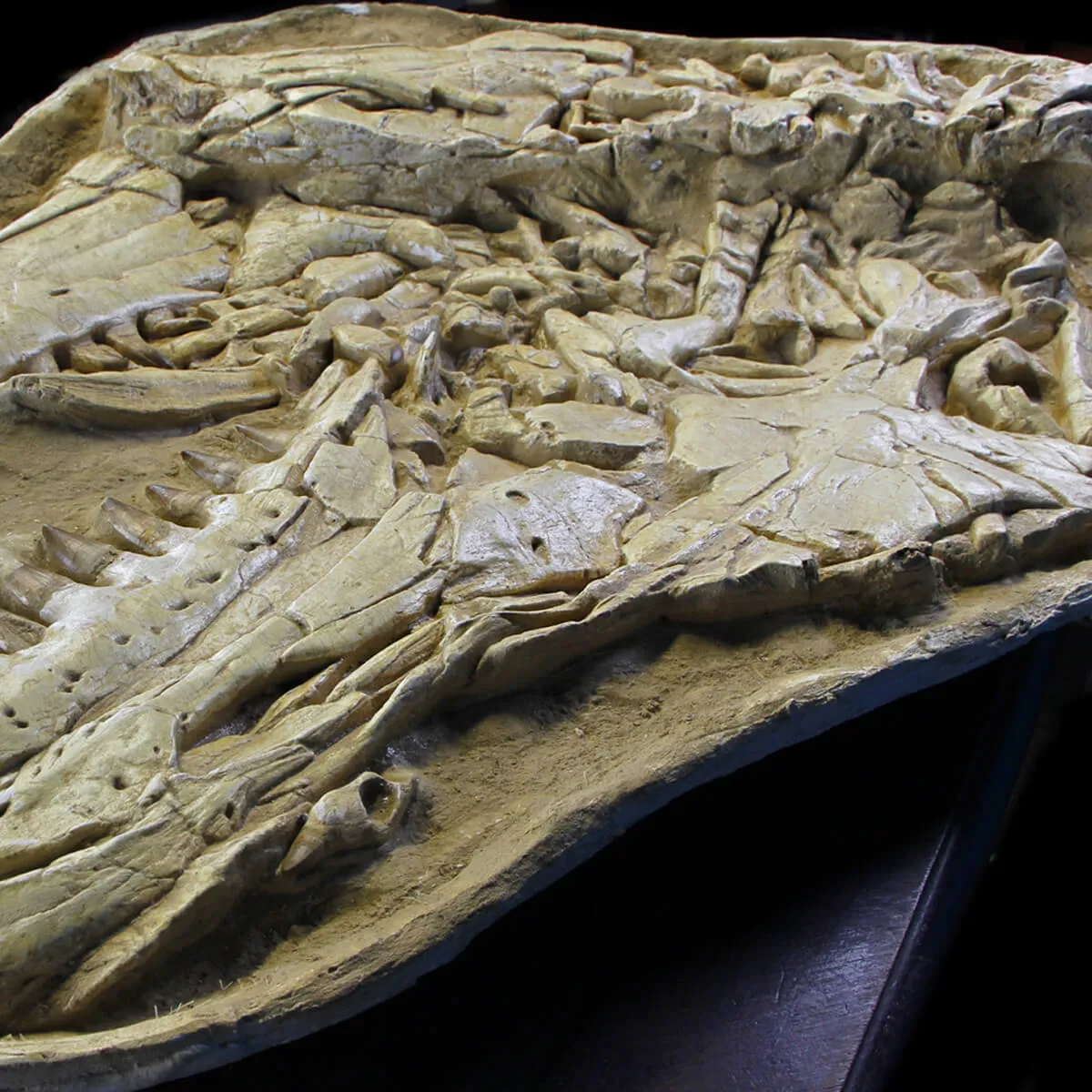 Cranio Fossile Mosasaurus