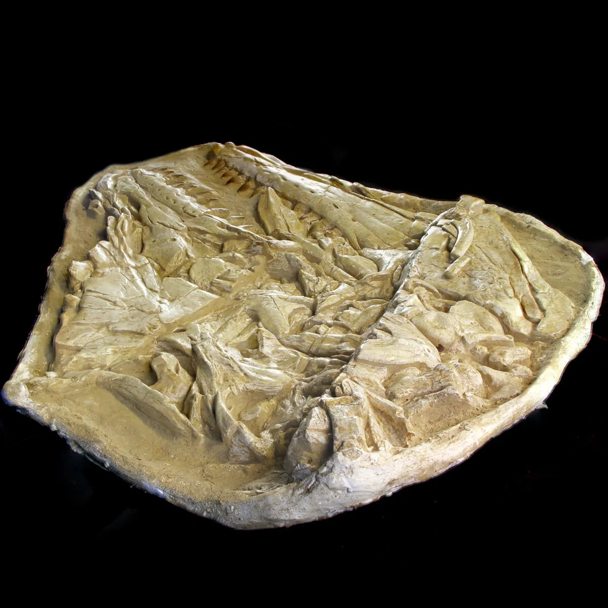 Cranio Fossile Mosasaurus