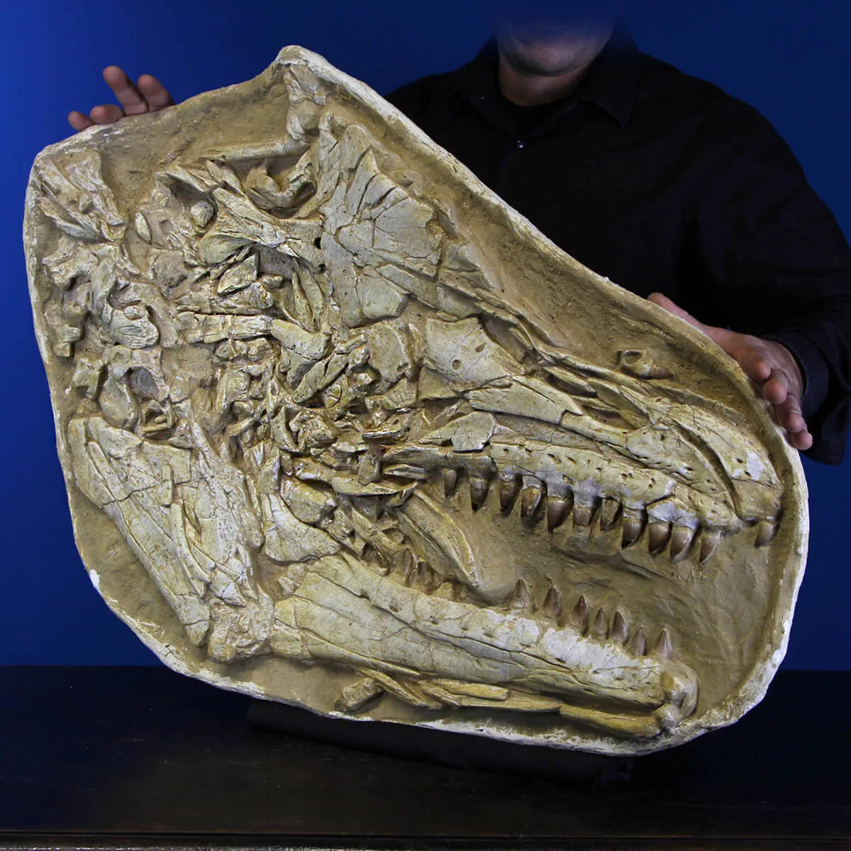Cranio Fossile Mosasaurus
