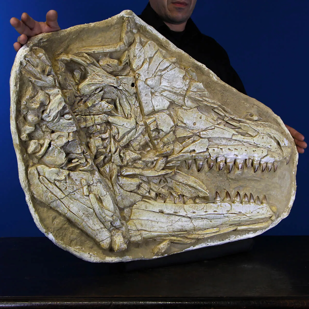 Cranio Fossile Mosasaurus
