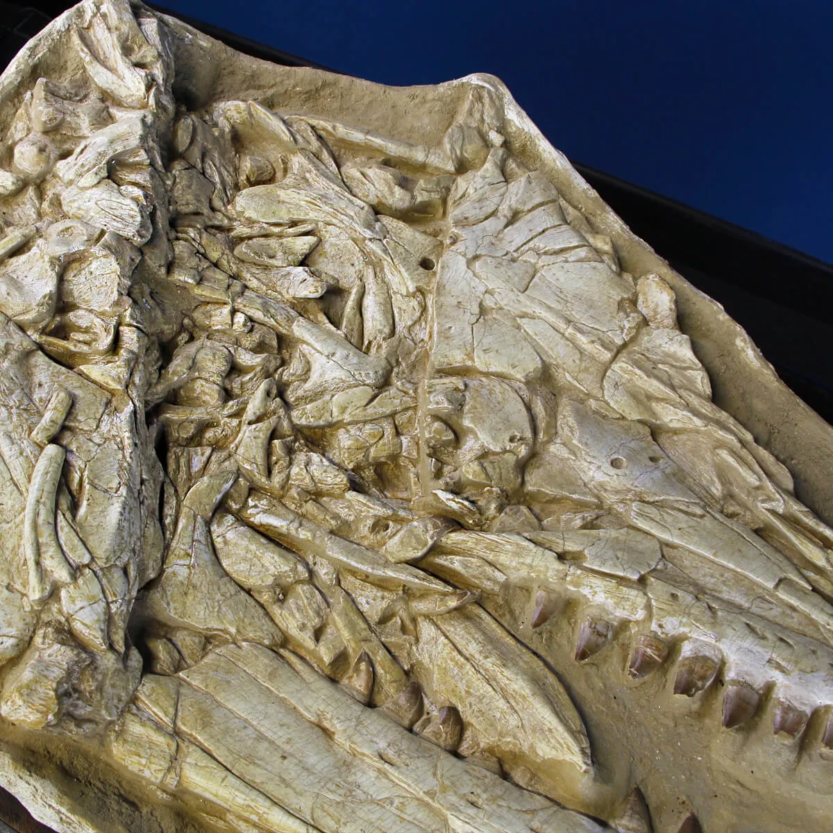 Cranio Fossile Mosasaurus