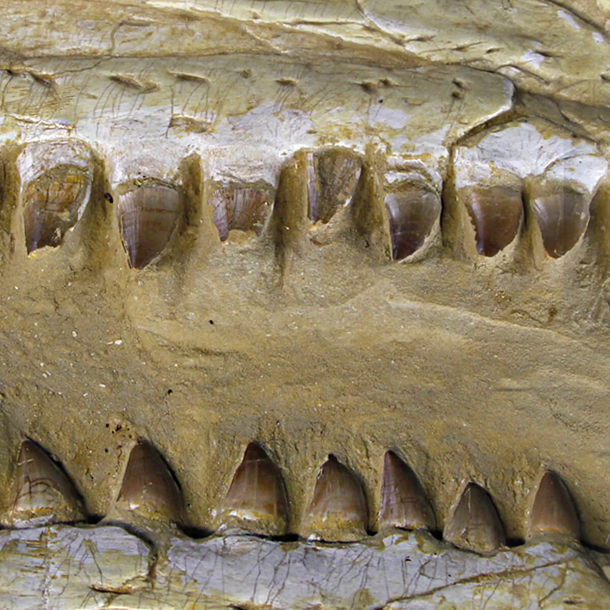 Cranio Fossile Mosasaurus