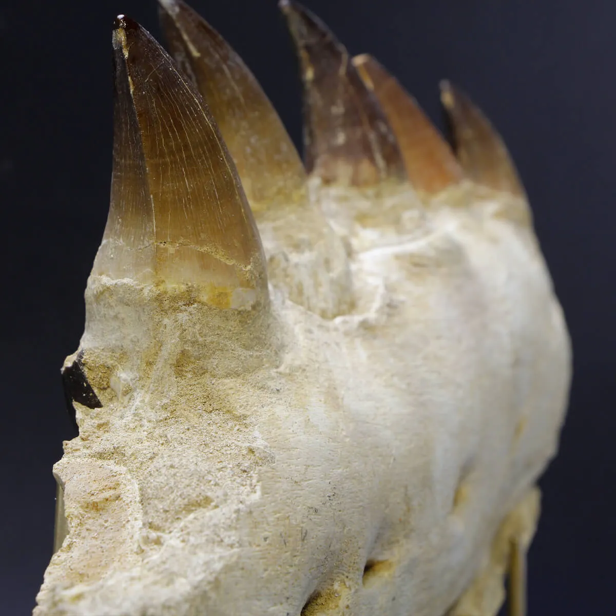 Mascella Mosasaurus su piedistallo